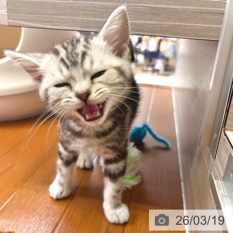 アメリカンショートヘアの写真