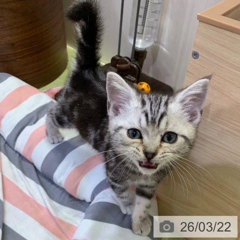 千葉県のアメリカンショートヘアー (ペットプラス 幕張新都心店/2026年1月16日生まれ/男の子/シルバータビー)の子猫の3枚目の画像