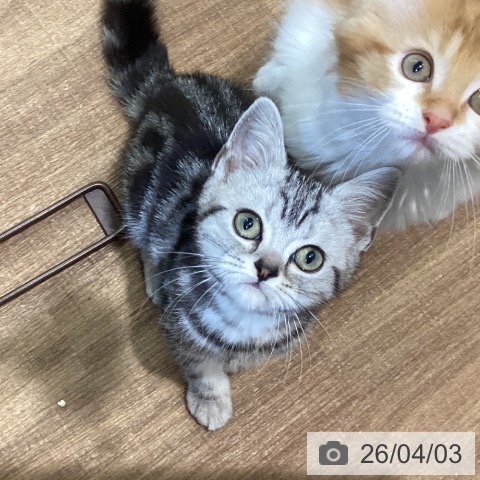 鳥取県のアメリカンショートヘアー (ペッツワン 日吉津店/2026年1月16日生まれ/女の子/シルバータビー)の子猫の3枚目の画像