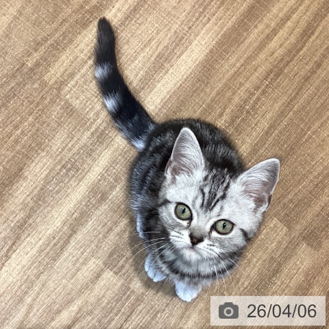 鳥取県のアメリカンショートヘアー (ペッツワン 日吉津店/2026年1月16日生まれ/女の子/シルバータビー)の子猫の3枚目の画像