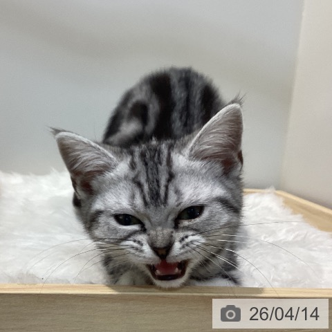 徳島県のアメリカンショートヘアー (ペットプラス 徳島店/2026年1月16日生まれ/女の子/シルバータビー)の子猫の3枚目の画像