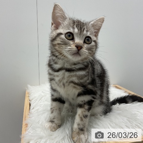 アメリカンショートヘアの写真