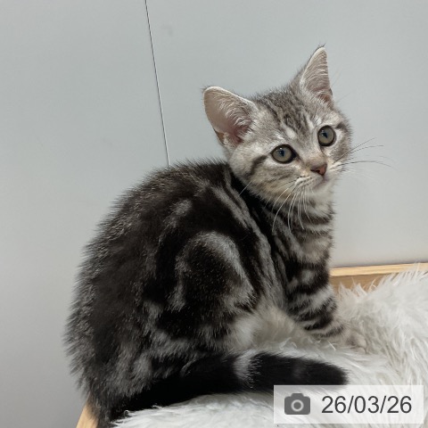 アメリカンショートヘアの写真