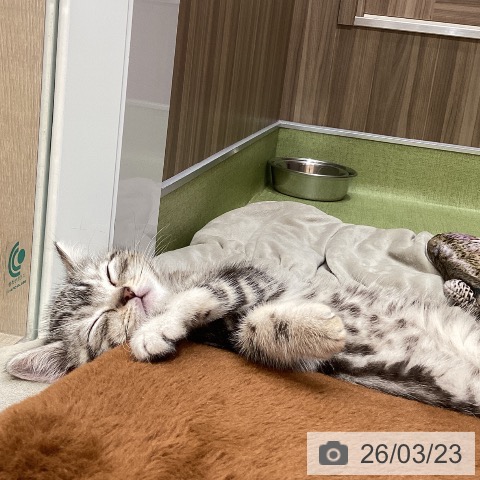 埼玉県のアメリカンショートヘアー (ペットプラス 八潮店/2026年1月3日生まれ/男の子/シルバータビー)の子猫の3枚目の画像