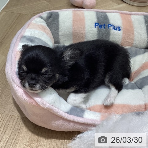 埼玉県のチワワ(ロング) (ペットプラス イオンモール春日部店/2026年1月17日生まれ/男の子/ブラックタンホワイト)の子犬の4枚目の画像