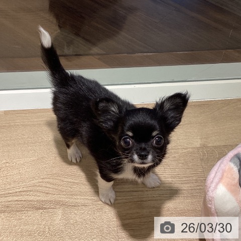 埼玉県のチワワ(ロング) (ペットプラス イオンモール春日部店/2026年1月17日生まれ/男の子/ブラックタンホワイト)の子犬の3枚目の画像