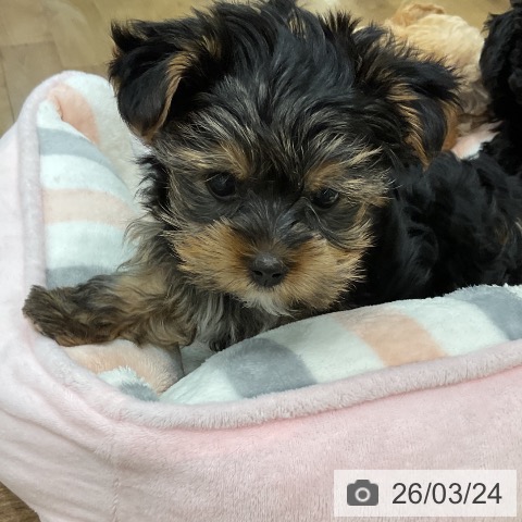 埼玉県のヨークシャーテリア (ペッツワン 吉川美南店/2026年1月17日生まれ/男の子/スチールブルータン)の子犬の4枚目の画像
