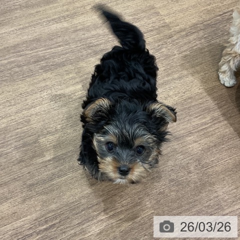 埼玉県のヨークシャーテリア (ペッツワン 吉川美南店/2026年1月17日生まれ/男の子/スチールブルータン)の子犬の3枚目の画像