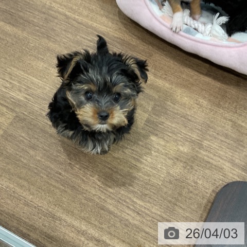 埼玉県のヨークシャーテリア (ペッツワン 吉川美南店/2026年1月17日生まれ/男の子/スチールブルータン)の子犬の3枚目の画像