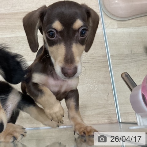 群馬県のミニチュアダックスフンド(ロング) (ペットプラス イオンモール太田店/2026年1月17日生まれ/男の子/チョコレートタン)の子犬の3枚目の画像