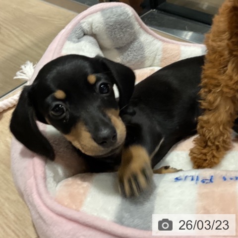 埼玉県のミニチュアダックスフンド(ロング) (ペットプラス コクーンシティ店/2026年1月17日生まれ/女の子/ブラックタン)の子犬の4枚目の画像