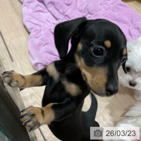 埼玉県のミニチュアダックスフンド(ロング) (ペットプラス コクーンシティ店/2026年1月17日生まれ/女の子/ブラックタン)の子犬の3枚目の画像