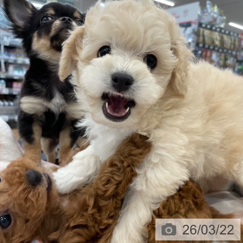 茨城県のトイプードル(トイ) (ペッツワン つくば店/2026年1月18日生まれ/男の子/クリーム)の子犬の4枚目の画像