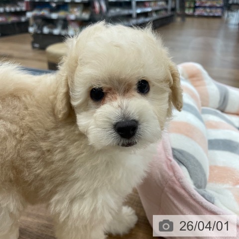 茨城県のトイプードル(トイ) (ペッツワン つくば店/2026年1月18日生まれ/男の子/クリーム)の子犬の3枚目の画像