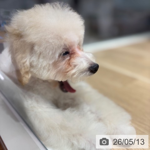 千葉県のトイプードル(トイ) (ペットプラス 木更津店/2026年1月18日生まれ/男の子/クリーム)の子犬の3枚目の画像