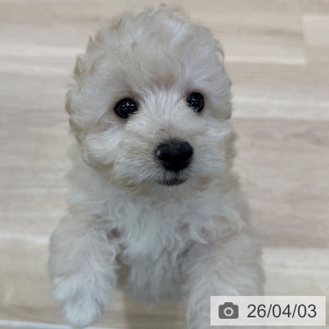 東京都のトイプードル(トイ) (ペットプラス MARK IS 葛飾かなまち店/2026年1月18日生まれ/女の子/クリーム)の子犬の4枚目の画像