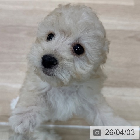 東京都のトイプードル(トイ) (ペットプラス MARK IS 葛飾かなまち店/2026年1月18日生まれ/女の子/クリーム)の子犬の3枚目の画像