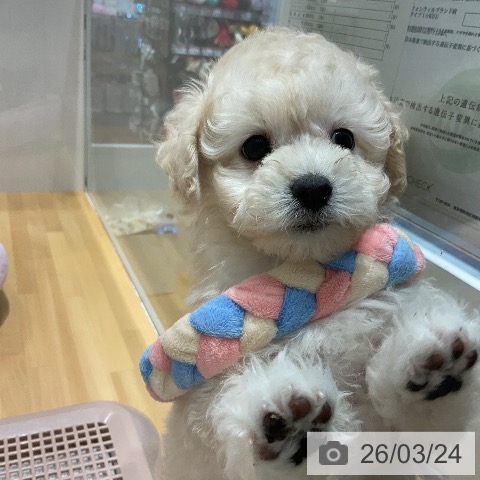 埼玉県のトイプードル(トイ) (ペットプラス 与野店/2026年1月18日生まれ/女の子/クリーム)の子犬の3枚目の画像