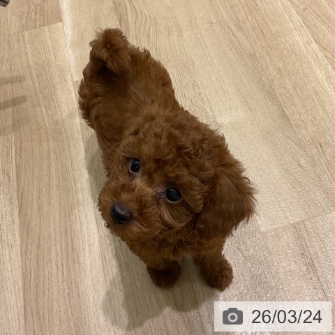 岩手県のトイプードル(トイ) (ペットプラス 盛岡南店/2026年1月16日生まれ/女の子/レッド)の子犬の4枚目の画像