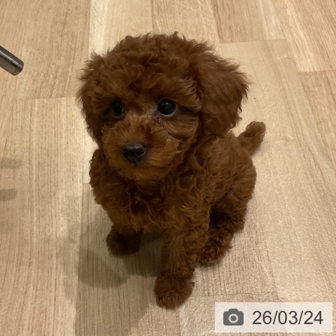 岩手県のトイプードル(トイ) (ペットプラス 盛岡南店/2026年1月16日生まれ/女の子/レッド)の子犬の3枚目の画像