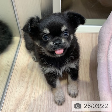 千葉県のチワワ(ロング) (ペットプラス 幕張新都心店/2026年1月18日生まれ/女の子/ブラックタン)の子犬の3枚目の画像