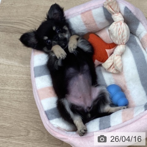 千葉県のチワワ(ロング) (ペットプラス 船橋店/2026年1月18日生まれ/女の子/ブラックタン)の子犬の4枚目の画像