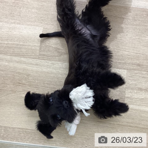 宮城県のミニチュアシュナウザー (ペットプラス 仙台上杉店/2026年1月16日生まれ/男の子/ブラック)の子犬の4枚目の画像