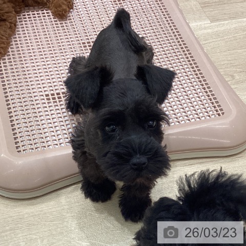 宮城県のミニチュアシュナウザー (ペットプラス 仙台上杉店/2026年1月16日生まれ/男の子/ブラック)の子犬の3枚目の画像