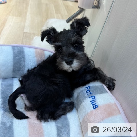 ミニチュア・シュナウザーの写真