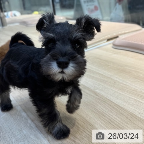 ミニチュア・シュナウザーの写真