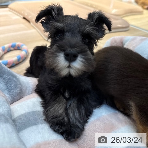 ミニチュア・シュナウザーの写真