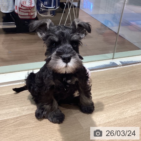 ミニチュア・シュナウザーの写真