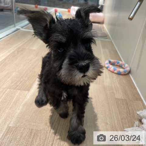 ミニチュア・シュナウザーの写真