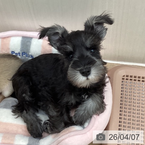 東京都のミニチュアシュナウザー (ペットプラス 東久留米店/2026年1月20日生まれ/男の子/ソルトペッパー)の子犬の4枚目の画像