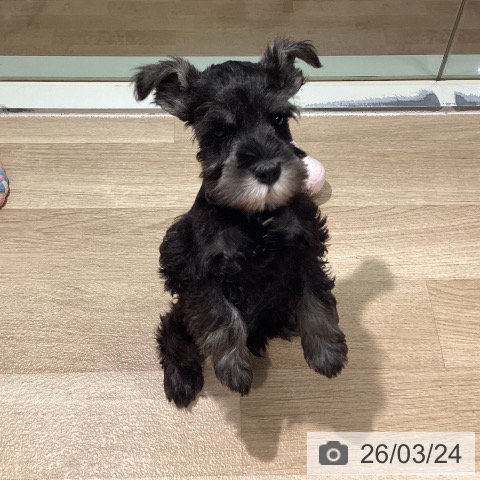 ミニチュア・シュナウザーの写真