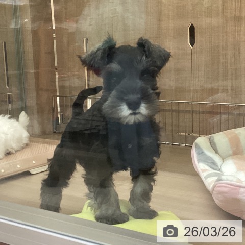 神奈川県のミニチュアシュナウザー (ペッツワン 横須賀久里浜店/2026年1月20日生まれ/男の子/ソルトペッパー)の子犬の4枚目の画像