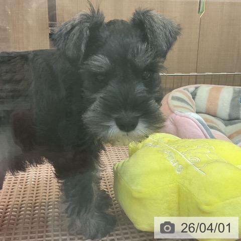 神奈川県のミニチュアシュナウザー (ペッツワン 横須賀久里浜店/2026年1月20日生まれ/男の子/ソルトペッパー)の子犬の3枚目の画像
