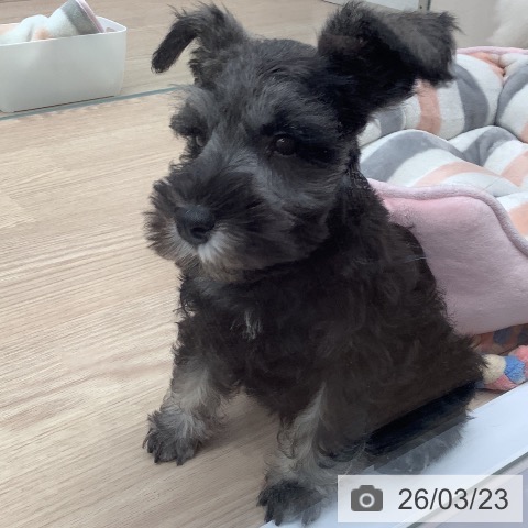 ミニチュア・シュナウザーの写真