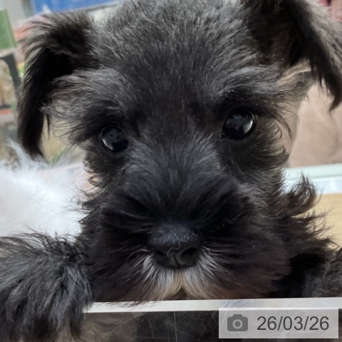 ミニチュア・シュナウザーの写真