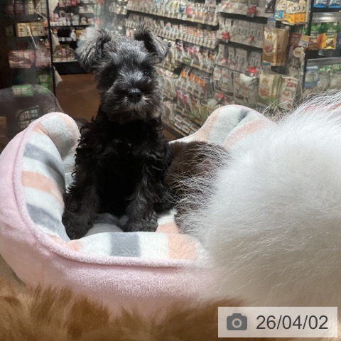 神奈川県のミニチュアシュナウザー (ペットプラス 湘南平塚店/2026年1月20日生まれ/女の子/ソルトペッパー)の子犬の4枚目の画像