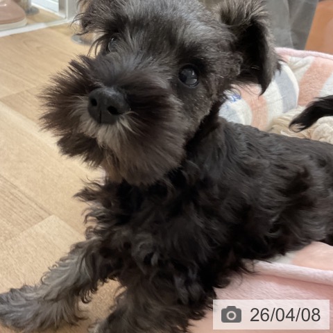 神奈川県のミニチュアシュナウザー (ペットプラス 湘南平塚店/2026年1月20日生まれ/女の子/ソルトペッパー)の子犬の4枚目の画像