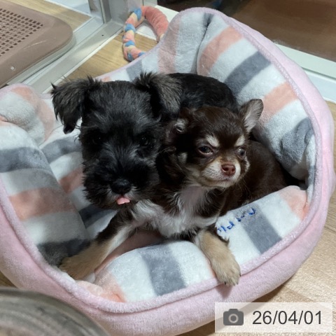 神奈川県のミニチュアシュナウザー (ペットプラス 湘南平塚店/2026年1月20日生まれ/女の子/ソルトペッパー)の子犬の3枚目の画像