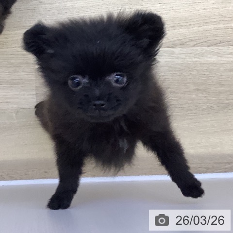 ポメラニアンの写真