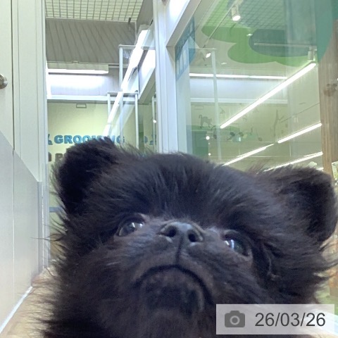 ポメラニアンの写真