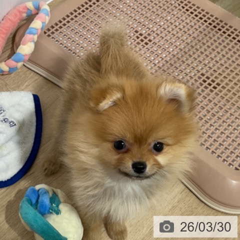 長野県のポメラニアン (ペットプラス 長野店/2026年1月18日生まれ/女の子/オレンジ)の子犬の4枚目の画像