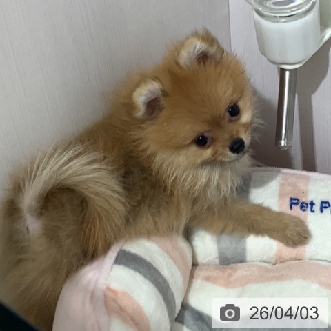 長野県のポメラニアン (ペットプラス 長野店/2026年1月18日生まれ/女の子/オレンジ)の子犬の4枚目の画像