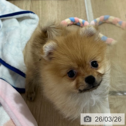ポメラニアンの写真