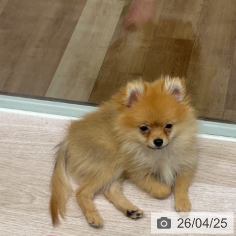 長野県のポメラニアン (ペットプラス 長野店/2026年1月18日生まれ/女の子/オレンジ)の子犬の3枚目の画像