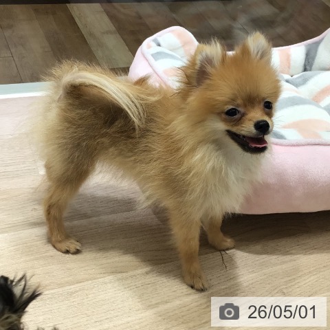 長野県のポメラニアン (ペットプラス 長野店/2026年1月18日生まれ/女の子/オレンジ)の子犬の3枚目の画像