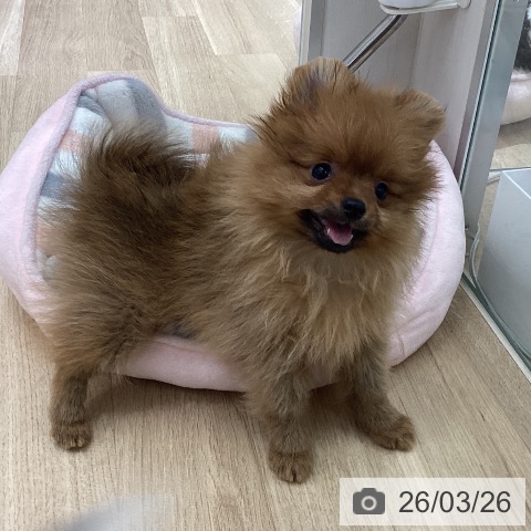 宮城県のポメラニアン (ペットプラス 仙台上杉店/2026年1月19日生まれ/女の子/オレンジ)の子犬の4枚目の画像